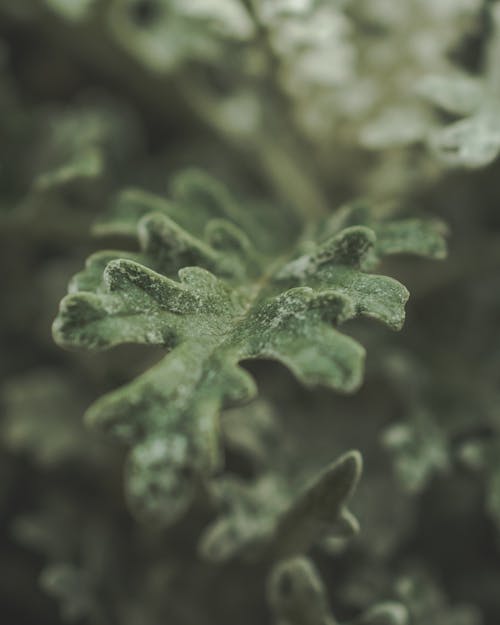 Фотография зеленых растений в селективном фокусе