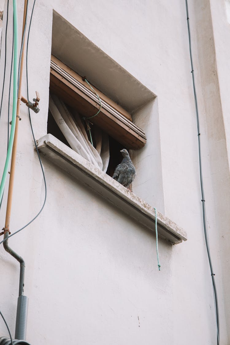 Pigeon On Windowsill