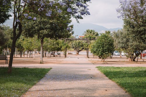 Foto d'estoc gratuïta de arbres, camí de carro, consell