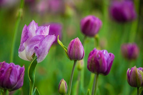 Close up of Purple Flowers