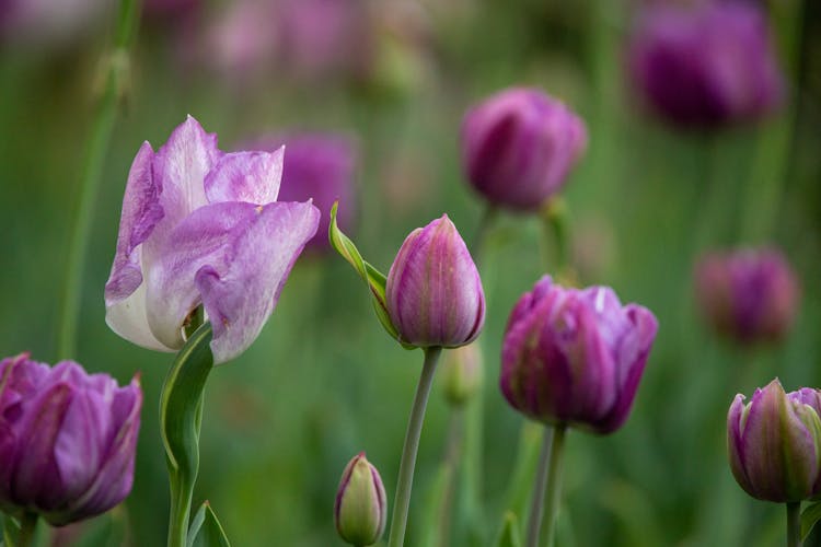 Pink Tulips In The Field