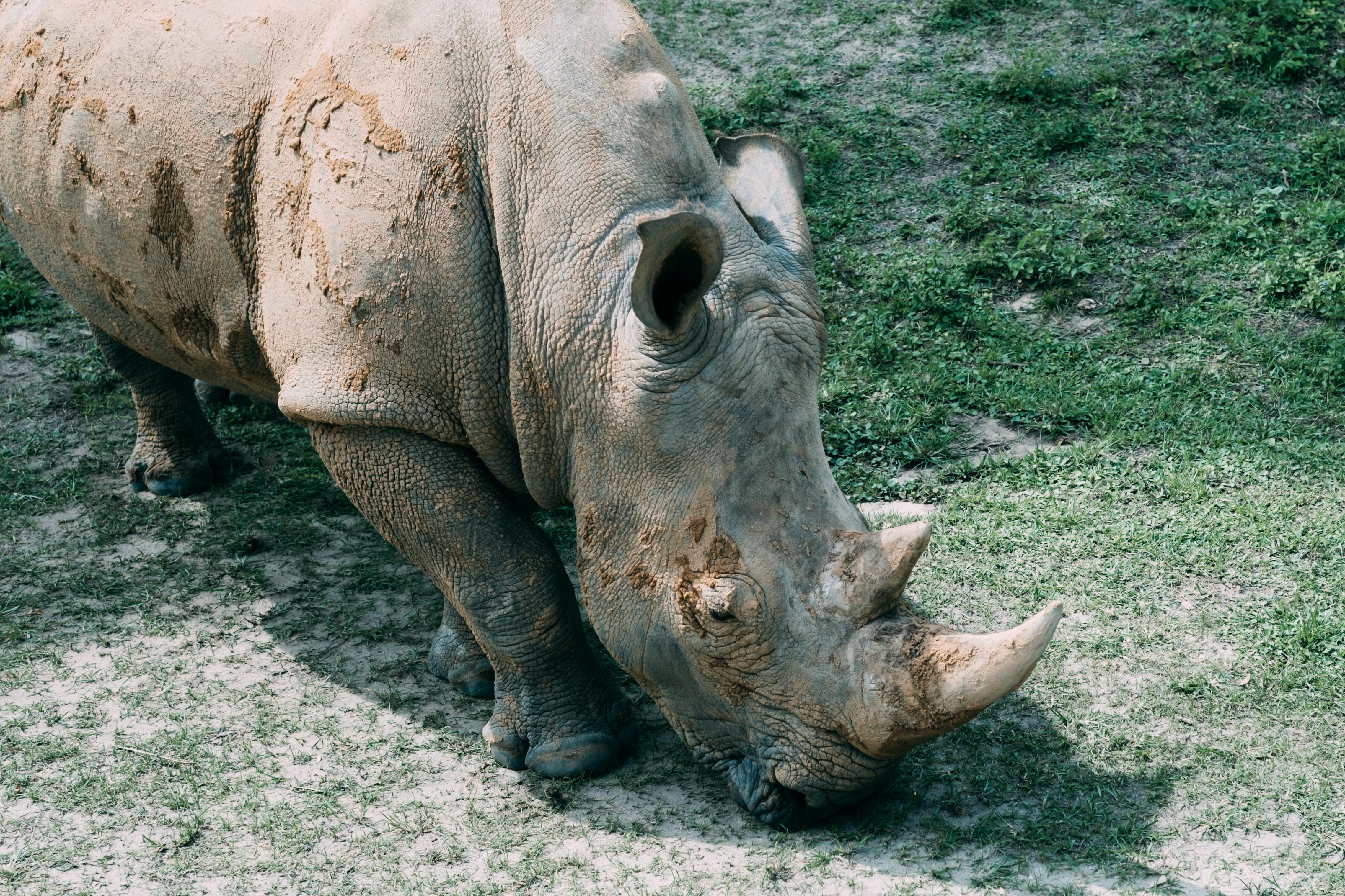 grátis Foto profissional grátis de alimentação, ameaçado de extinção, animais selvagens Foto profissional