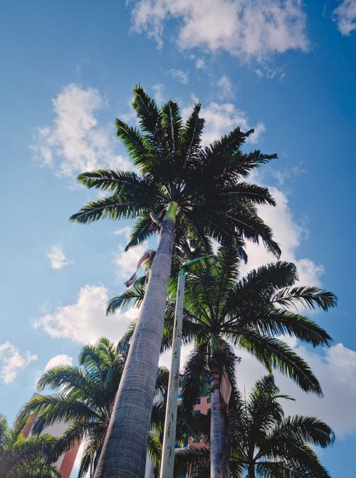 Free A scenic view of tall palm trees with fronds against a vibrant blue sky in Bucaramanga, Colombia. Stock Photo