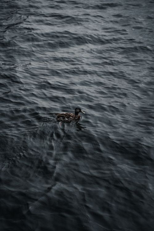 Free A lone duck drifting across dark rippled water, creating serene movement. Stock Photo