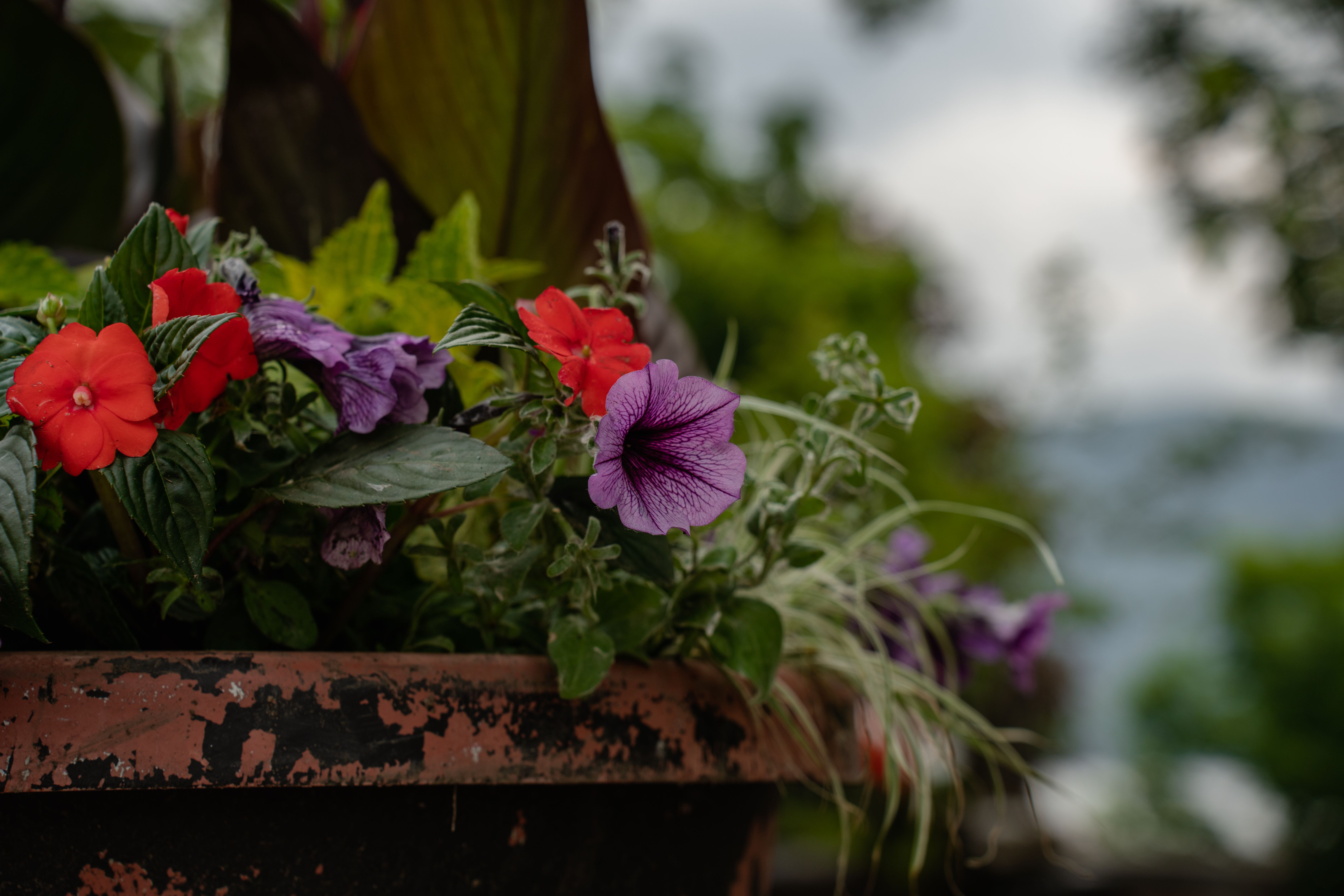 Kleurrijke petunia's bloeien in houten plantenbak.