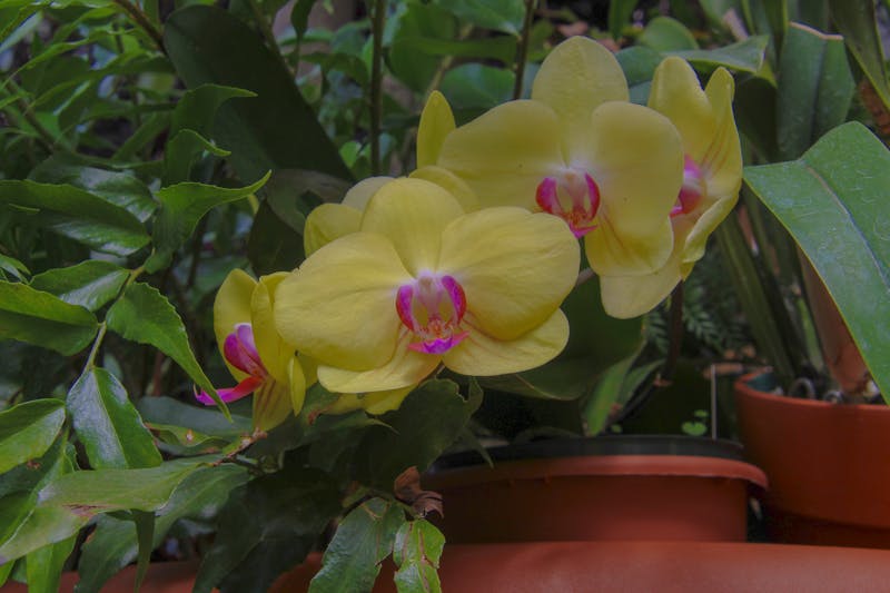 ATV 450 applications