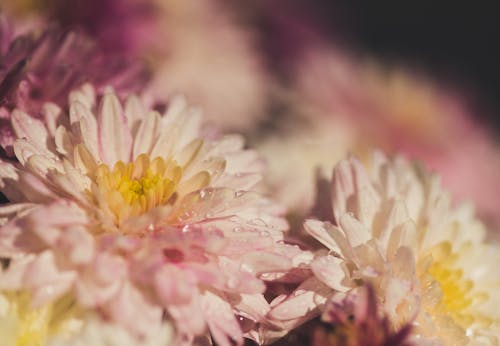 Δωρεάν στοκ φωτογραφιών με macro, λουλούδι, μακροφωτογράφιση