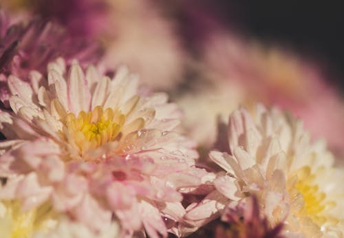 Free stock photo of colorful, flower, macro