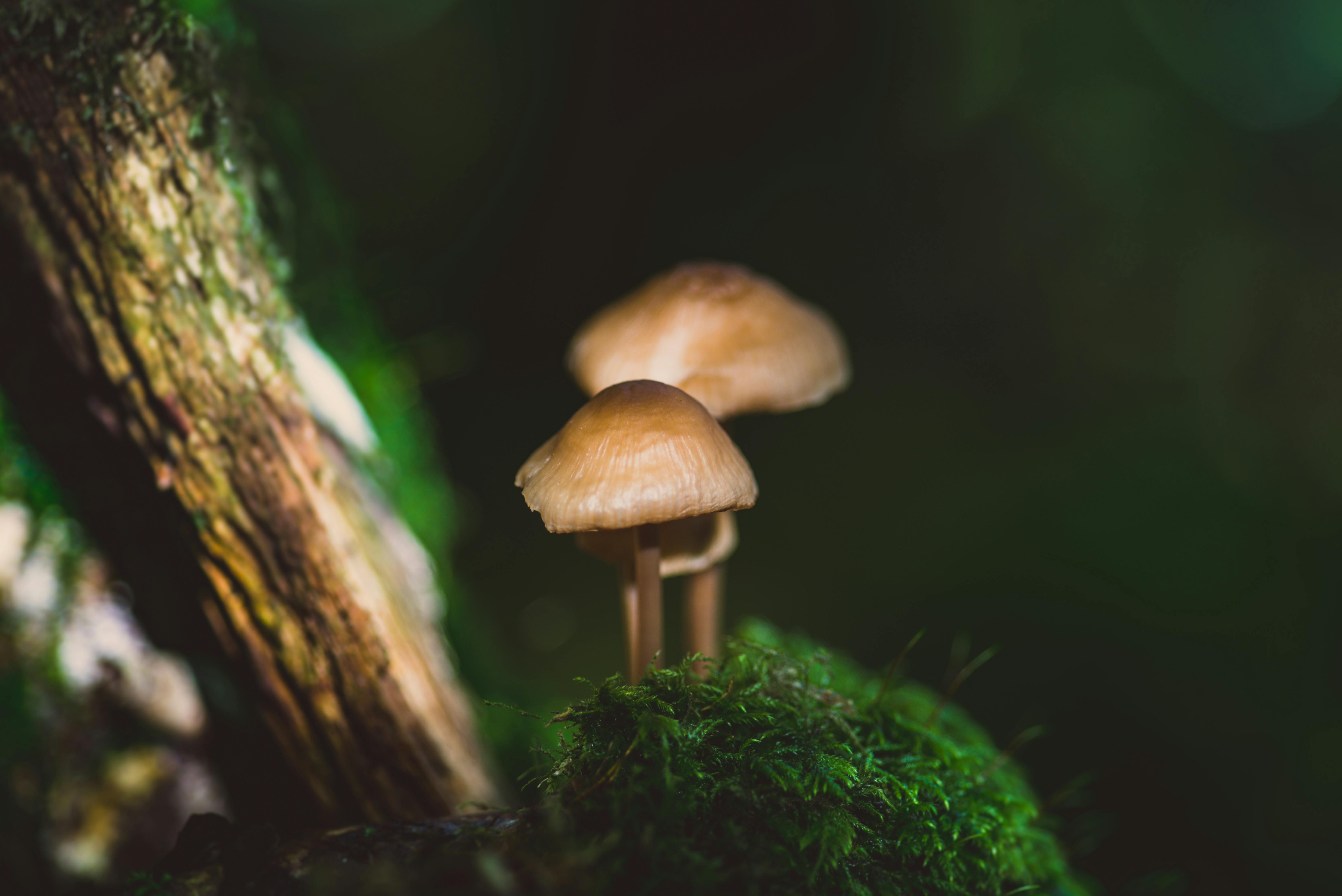 Aggregate 171+ mycology wallpaper - songngunhatanh.edu.vn