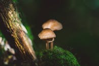 苔藓森林地面上生长的蘑菇的详细宏镜头