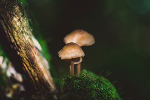 Free A detailed macro shot of mushrooms growing on a lush mossy forest floor. Stock Photo