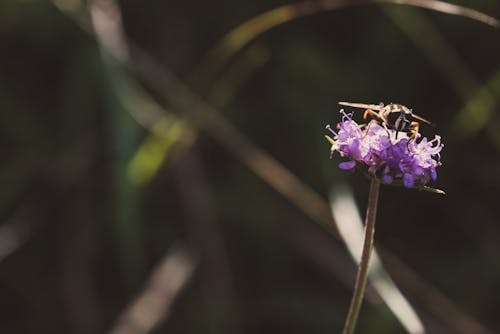 Selective Focus Photography Of Insect Perched On Purple Flower