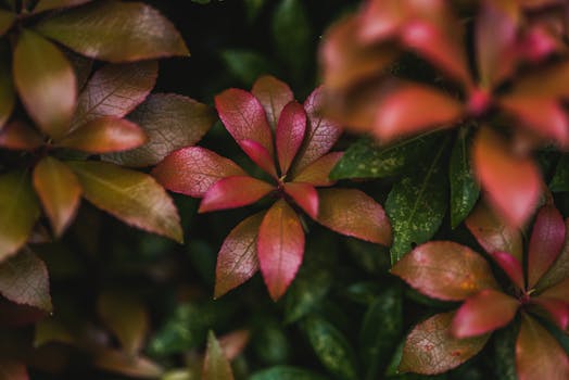 Detailed close-up of lush red leaf foliage showcasing nature's beauty with rich textures and depth of field.