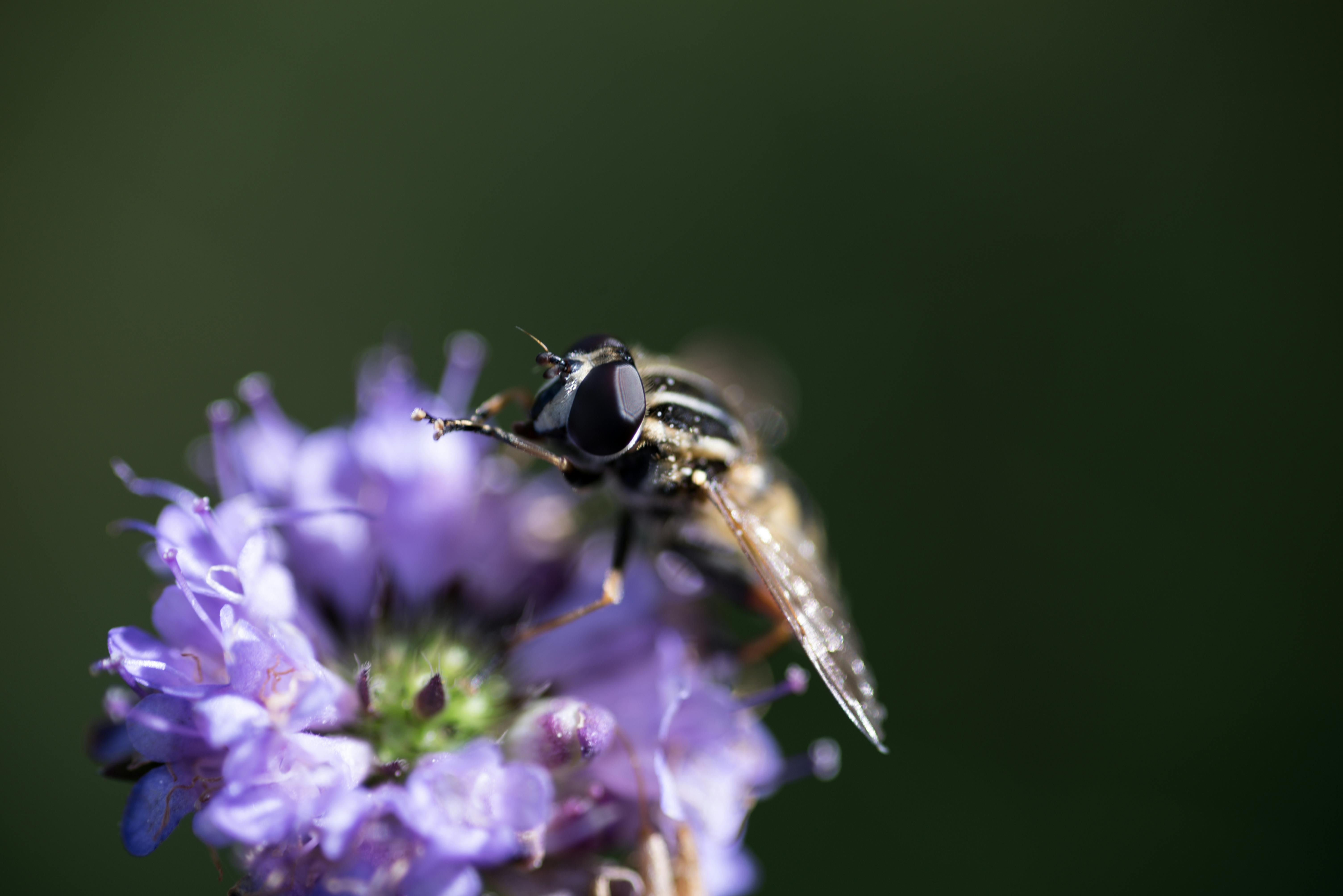 Free stock photo of flower, insect, insects