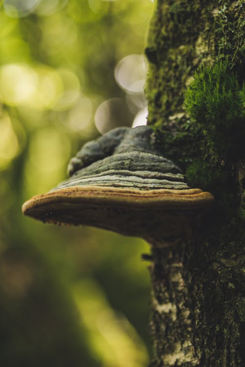 Základová fotografie zdarma na téma bokeh, flóra, houby