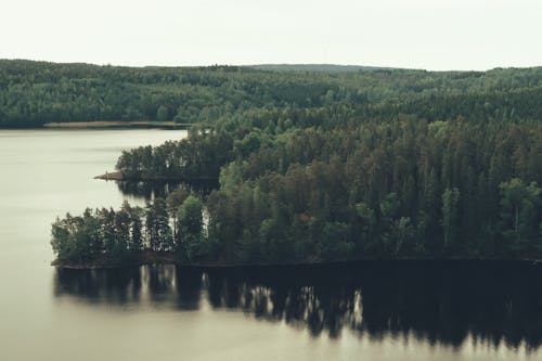Foto profissional grátis de aerofotografia, árvores, beira do lago