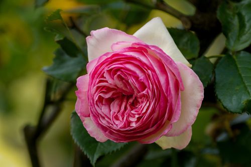 Free A vibrant pink rose fully bloomed in a lush garden setting, showcasing delicate petals. Stock Photo