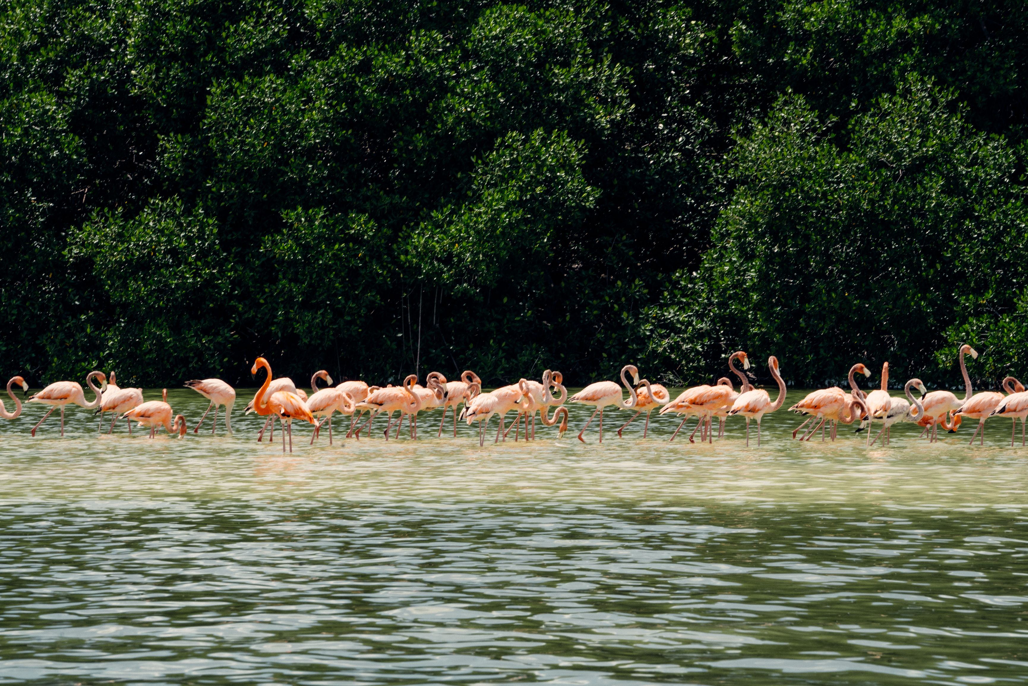 Group of flamingos wading in Celestún, México, surrounded by lush greenery and calm waters.