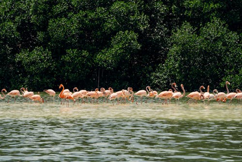 Flamingos in Lake