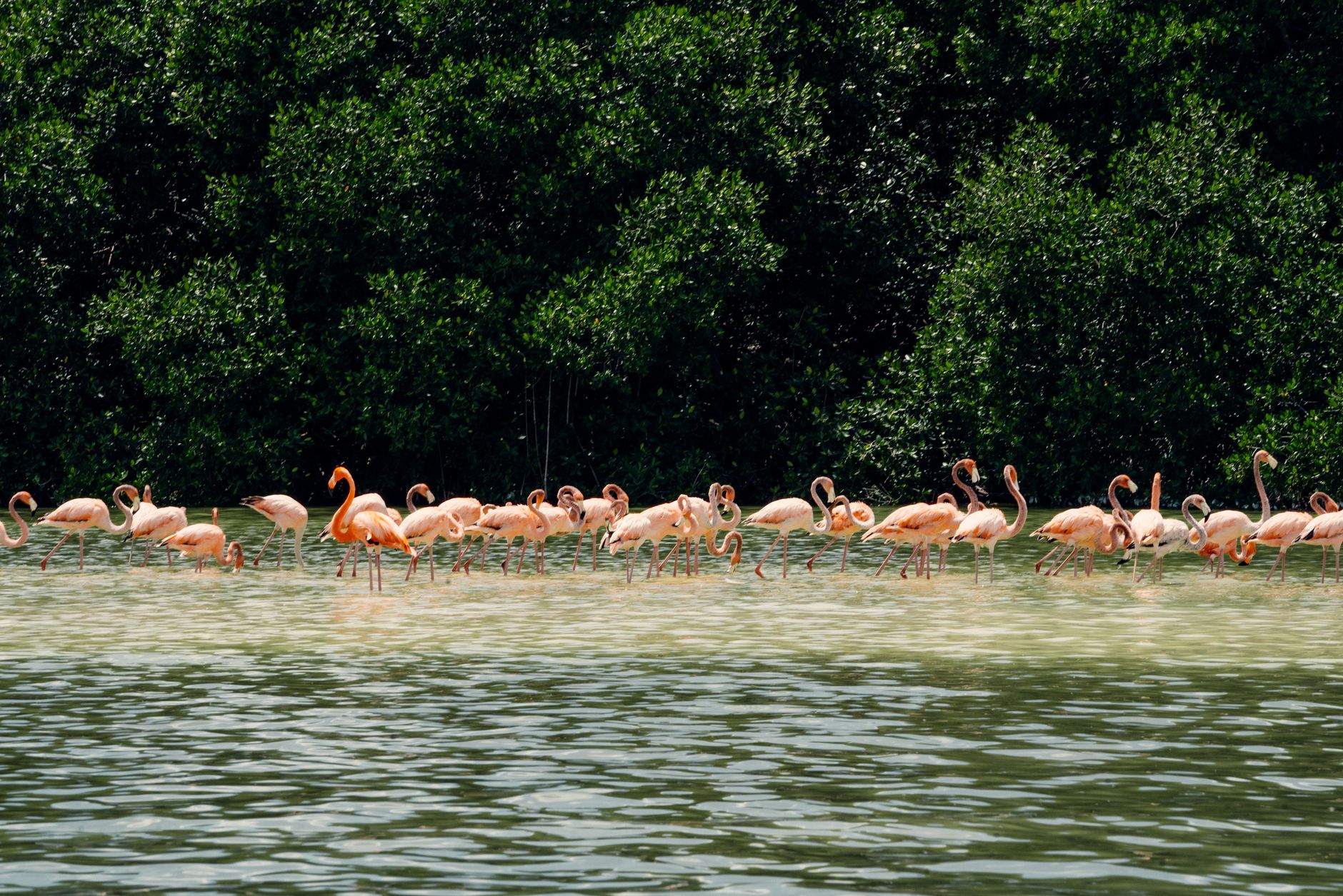 Group of flamingos wading in Celestún, México, surrounded by lush greenery and calm waters.