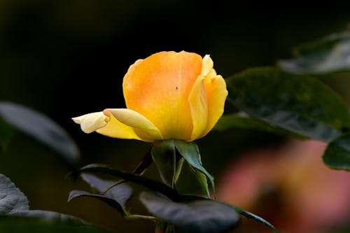 A single yellow rose is blooming in the dark