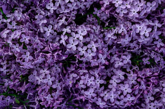 Close-up view of vibrant lilac flowers in full bloom, showcasing their intricate petals.