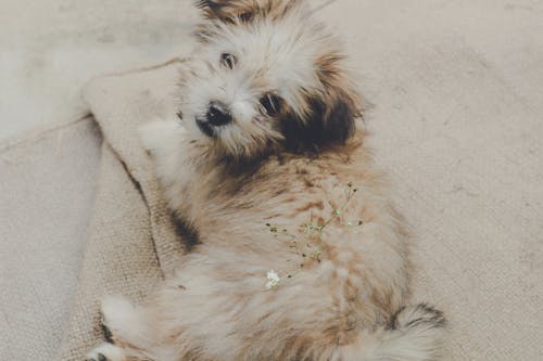 無料 ベージュのエリアラグの上に横たわる白と茶色のコーティングされた子犬 写真素材