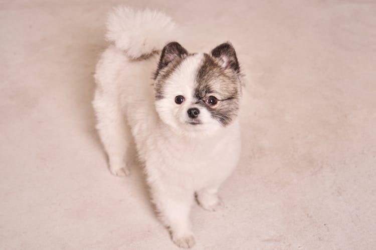 Small Dog On White Background