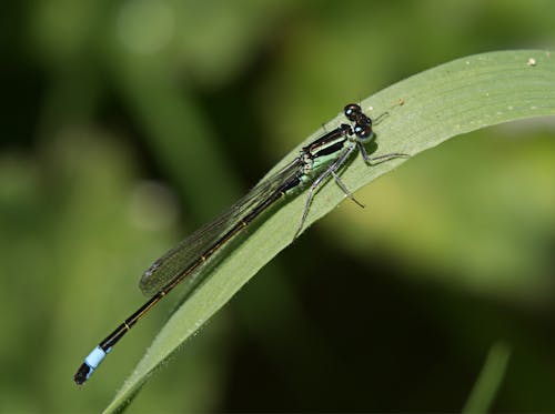 Dragonfly on Green Leaf