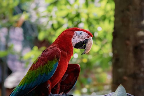 동물 사진, 마코앵무새, 바탕화면의 무료 스톡 사진
