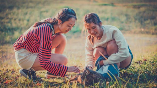 猫をかわいがる2人の女性の写真