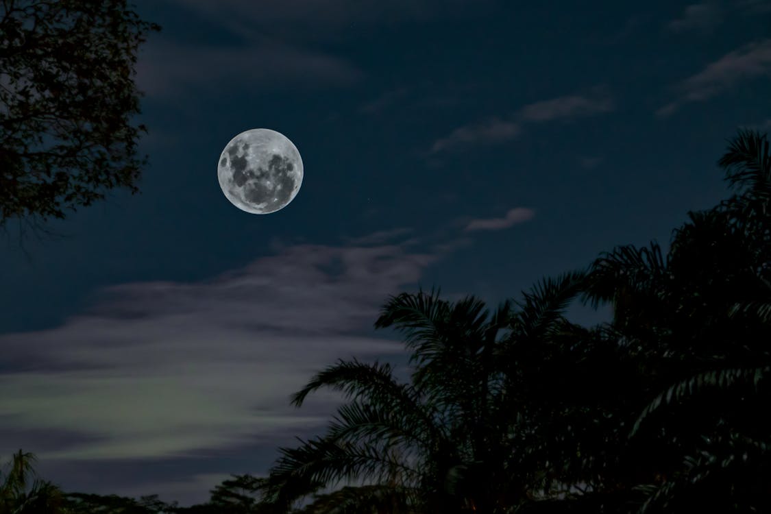 Free Low Angle Photography of Full Moon Under Silhouette of Tall Trees Stock Photo