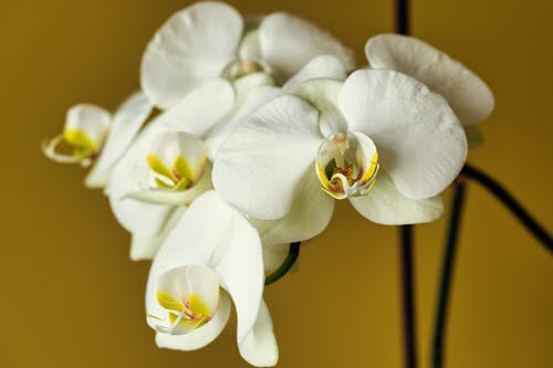 Close-up of White Orchid Flowers 
