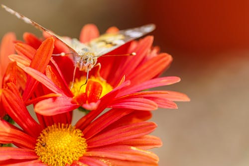 Foto d'estoc gratuïta de animal, flors, fons de pantalla