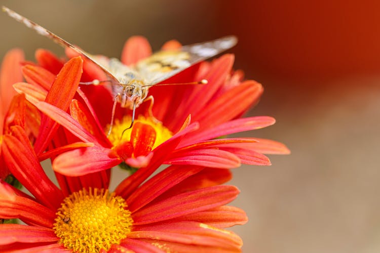 Butterfly On Red Flowers