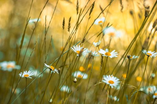 Free A close-up of blooming white daisies in a sunlit meadow, capturing nature's beauty. Stock Photo