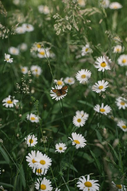 A scenic view of a butterfly resting on chamomile flowers in a summer meadow.