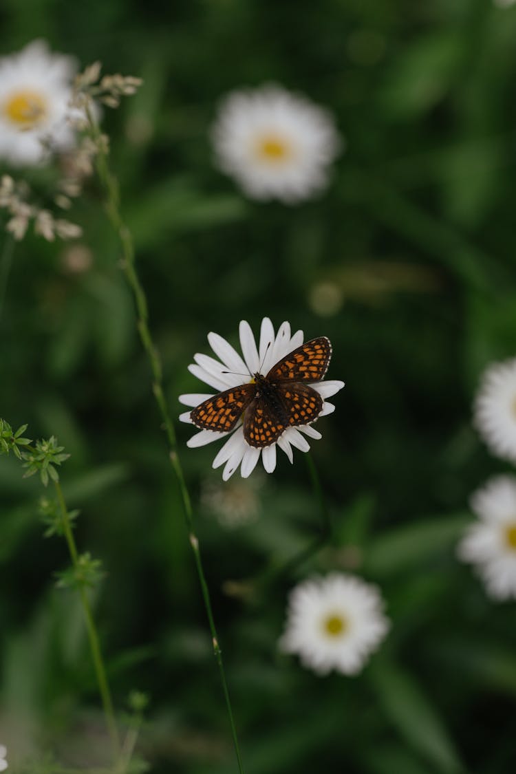 Butterfly On Daisy Flower