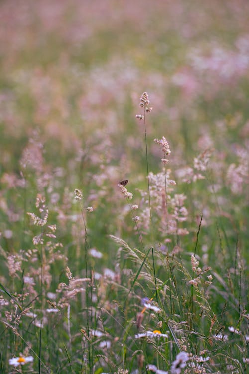 Delicate Twigs with Flowers on Meadow