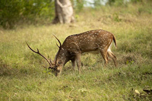 Deer Grazing in the Meadow 