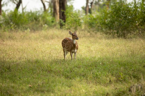 Chital Deer Standing on Meadow in Forest