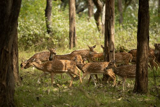Photo by nis_ vagabond A herd of Axis deer (Axis axis) roaming a sun-dappled forest landscape, captured in natural light.