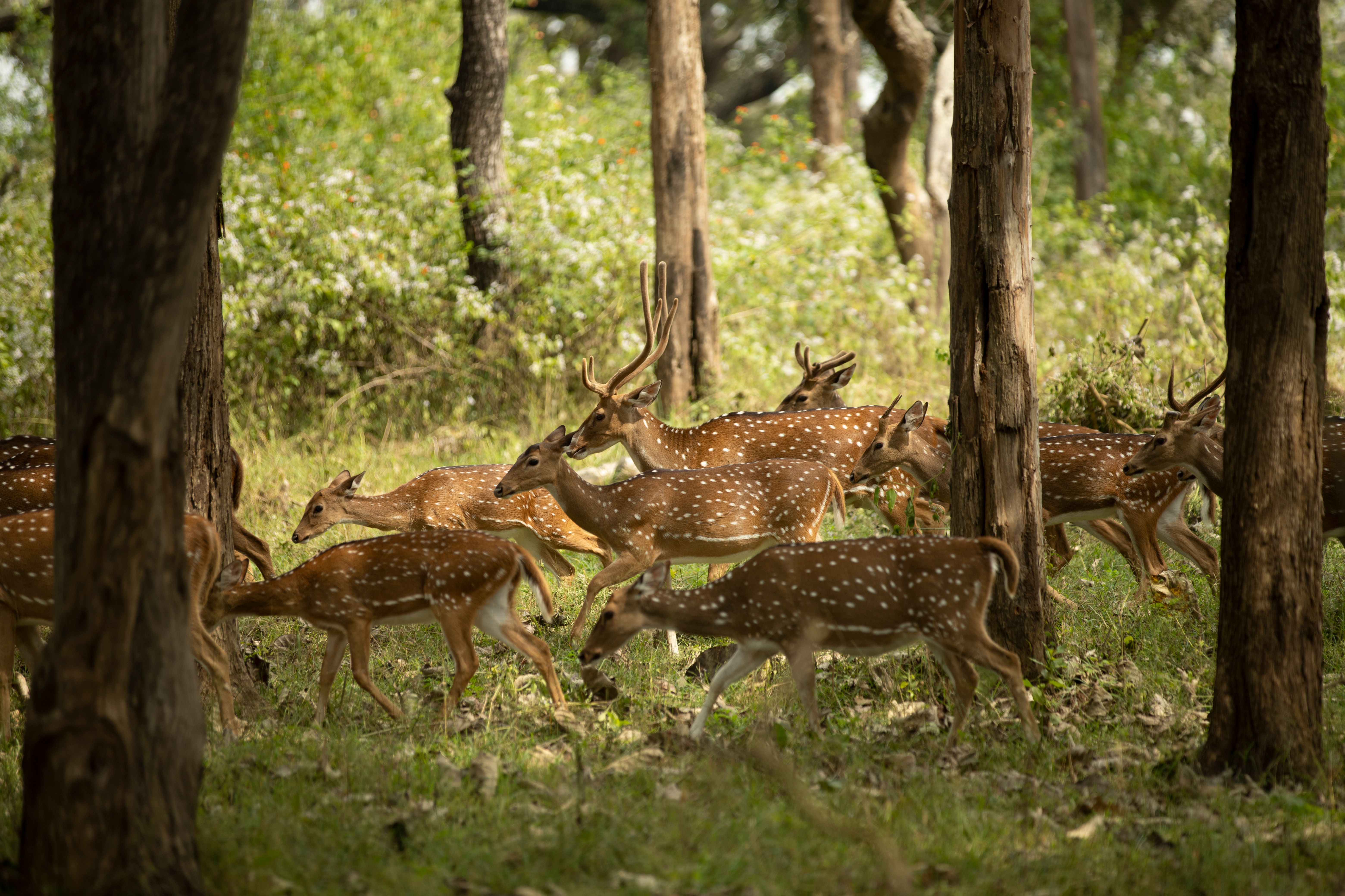 Wildlife in natural habitat