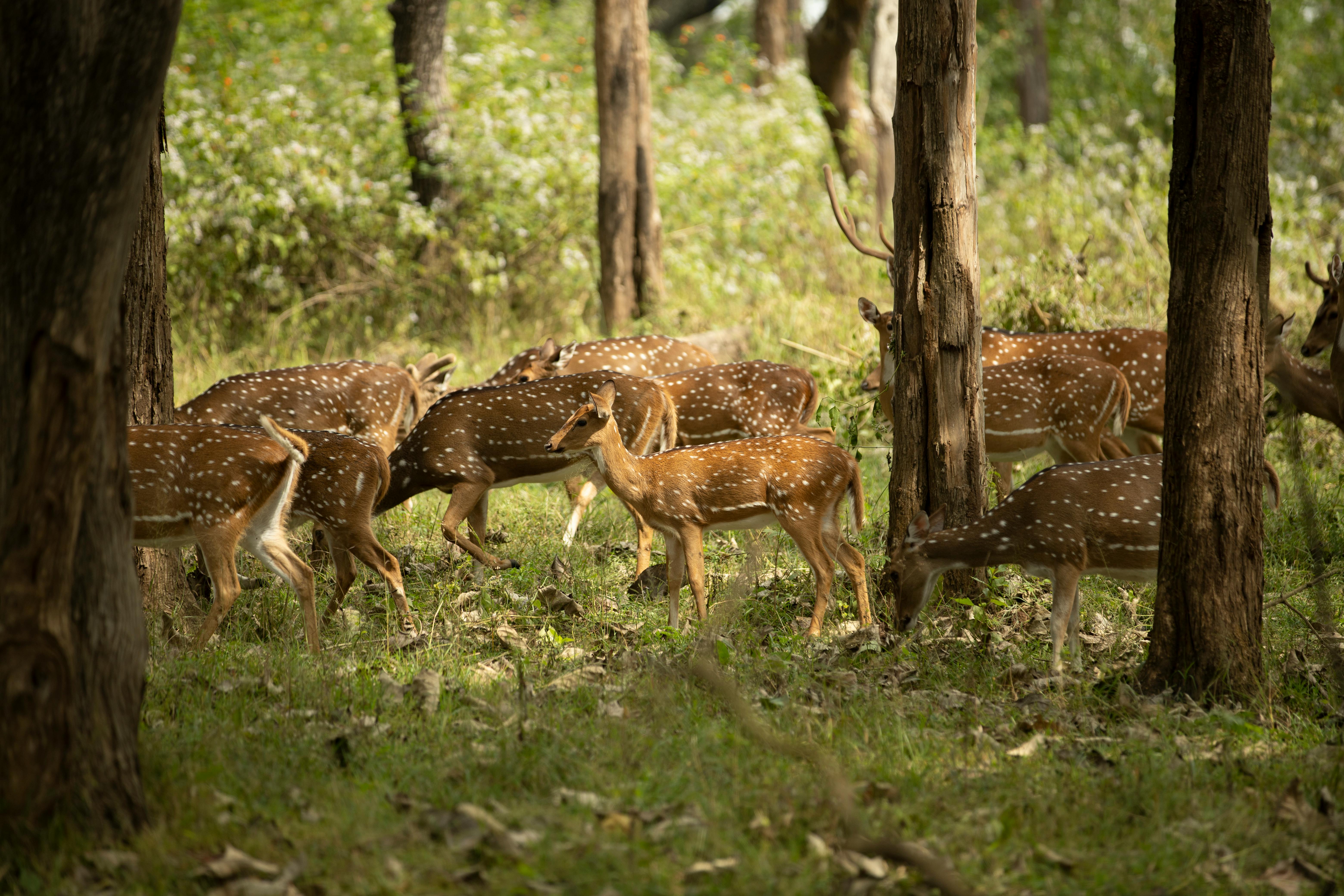 grátis Foto profissional grátis de adular, animais, animais selvagens Foto profissional