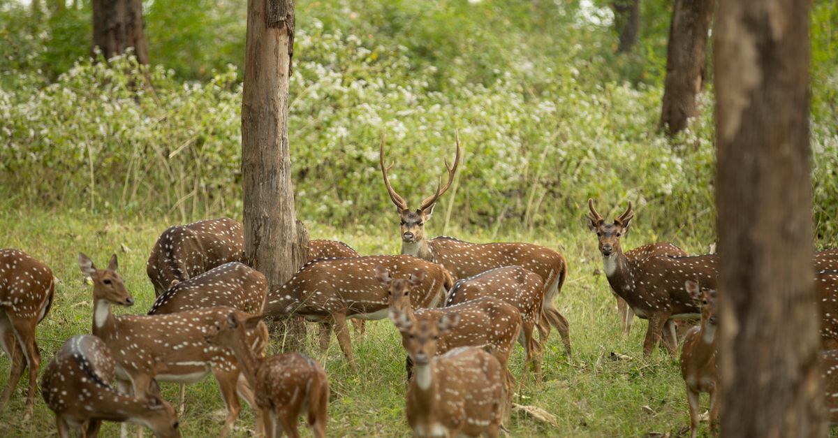 Comment Choisir la Meilleure Excursion Animalière