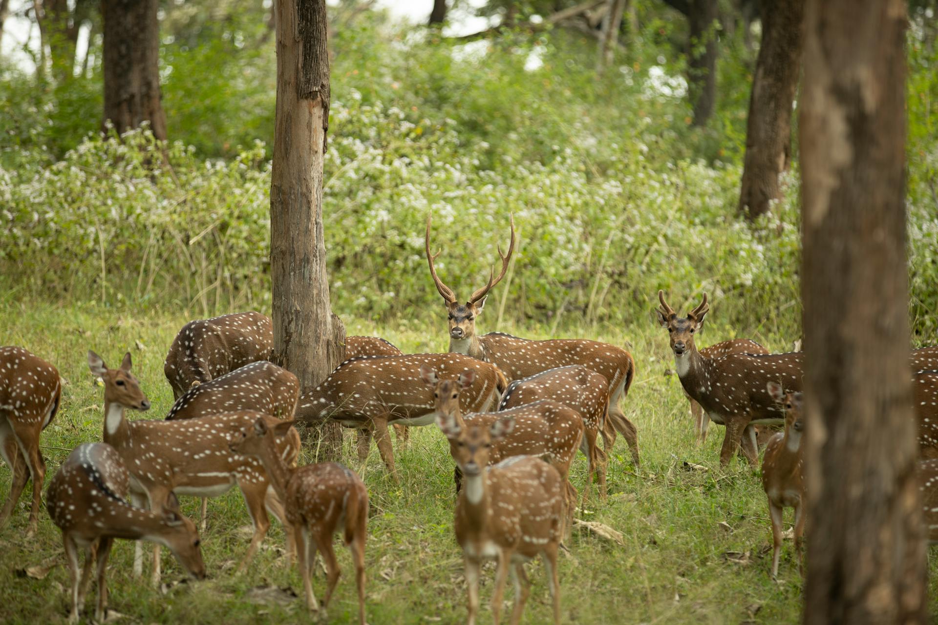 Group of axis deer grazing peacefully in a green, forested area during daytime.