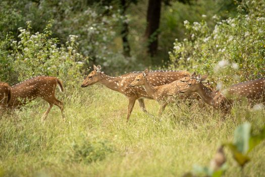 A herd of axis deer grazing in a vibrant green forest meadow, captured in a wildlife setting.