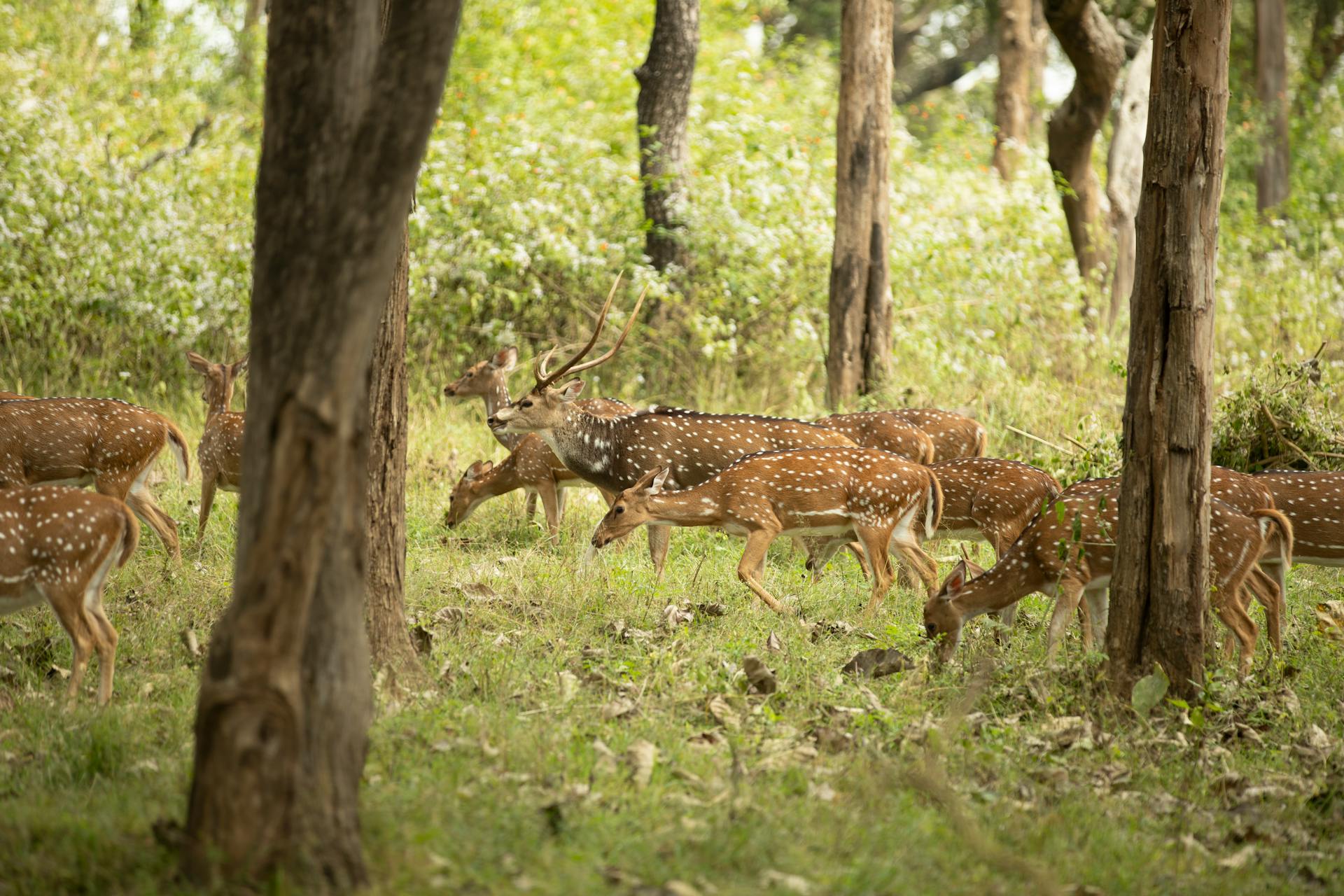 A group of axis deer grazing in a verdant forest, showcasing wildlife in its natural habitat.