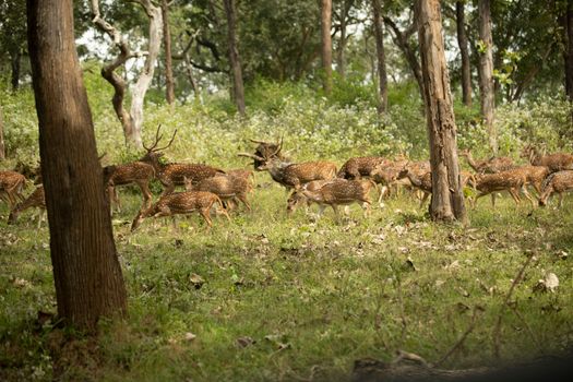 A herd of chital deer grazing in a sunlit forest meadow, showcasing wildlife in their natural habitat.