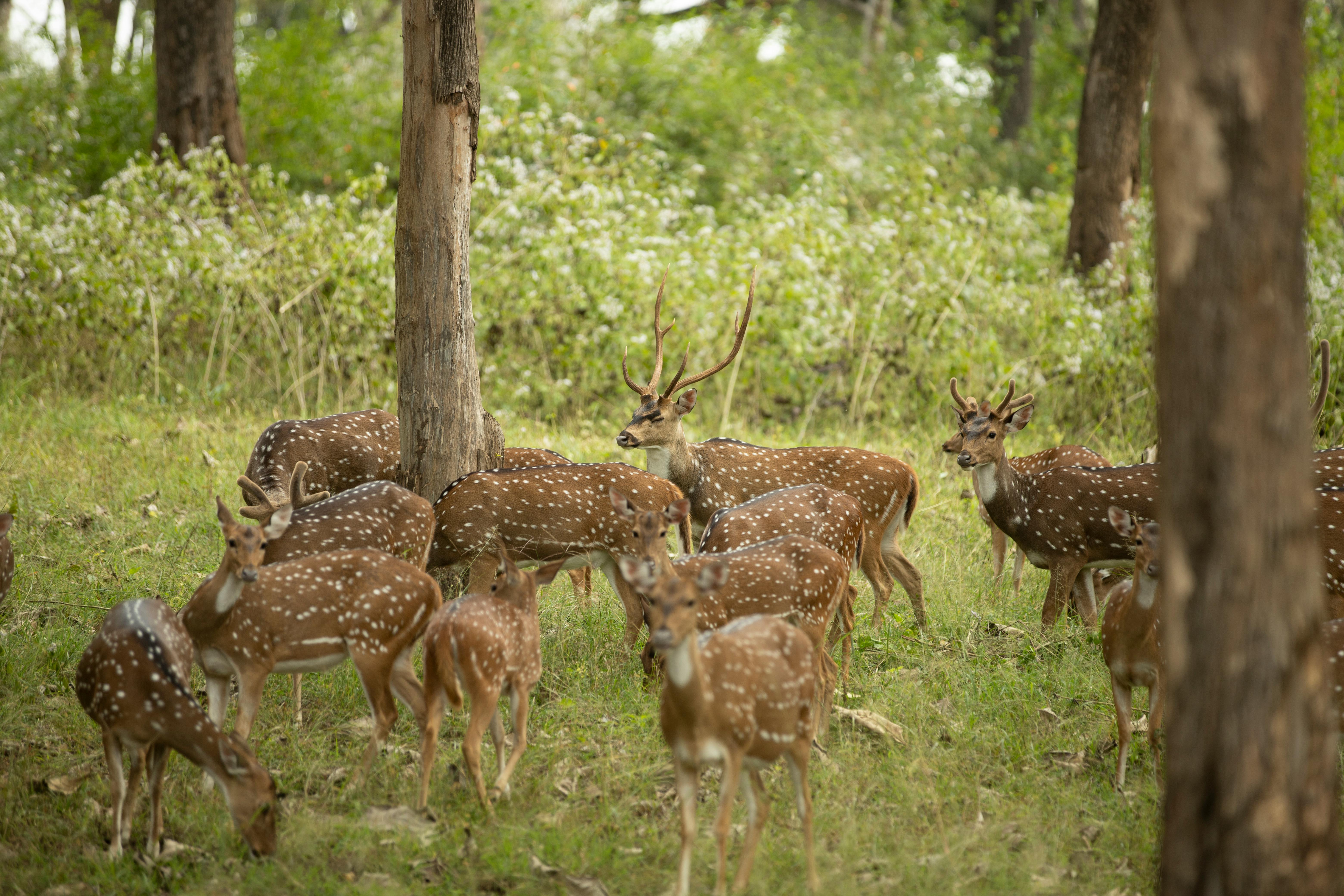 grátis Foto profissional grátis de ambiente natural, animais, animais com cascos Foto profissional